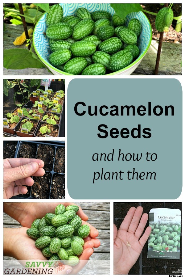 Cucamelon seeds and how to plant them
