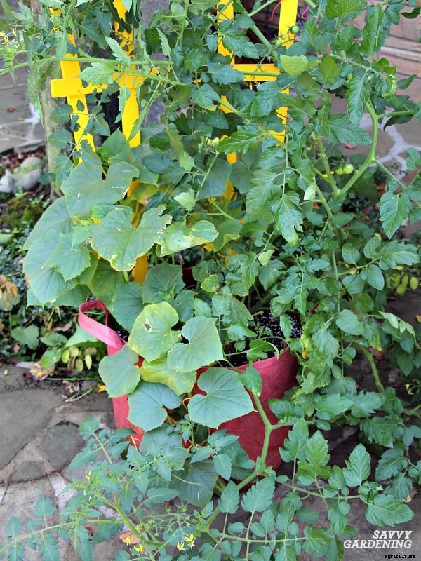 How to grow cucumbers in a container garden