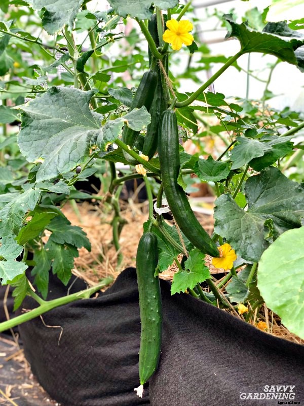 How to grow cucumbers in a container garden
