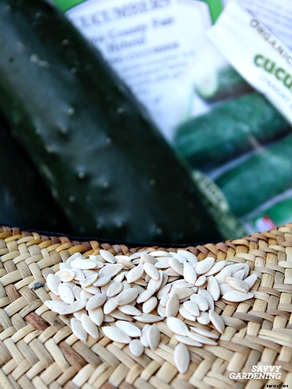 How to grow cucumbers in a container garden