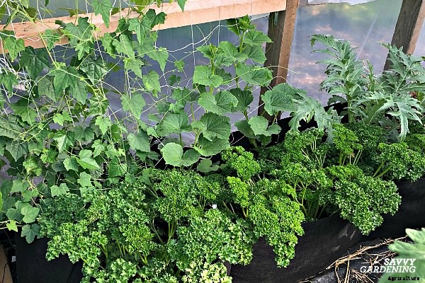 How to grow cucumbers in a container garden