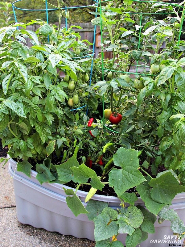 How to grow cucumbers in a container garden