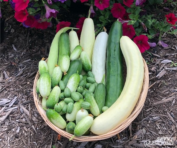 How to grow cucumbers in a container garden