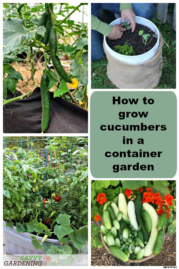 How to grow cucumbers in a container garden