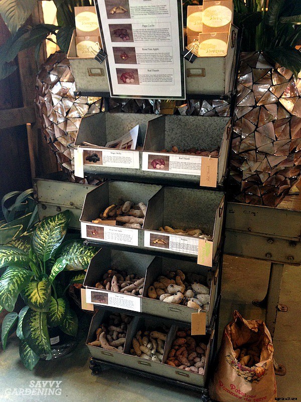 How to plant seed potatoes in the ground, in pots, & in straw