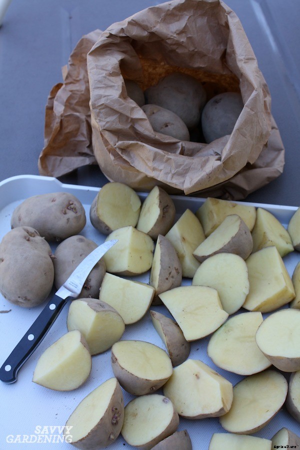 How to plant seed potatoes in the ground, in pots, & in straw