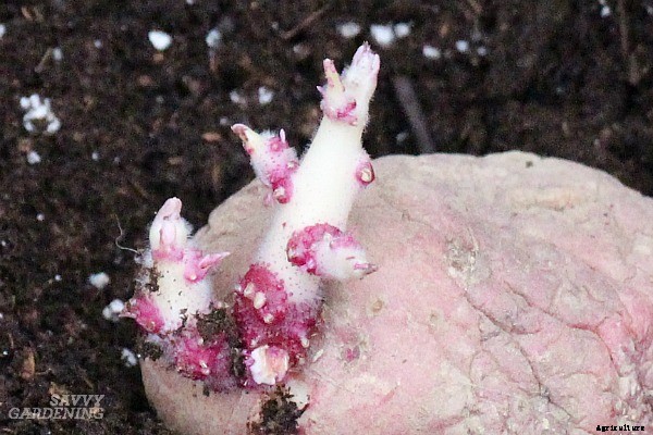 How to plant seed potatoes in the ground, in pots, & in straw