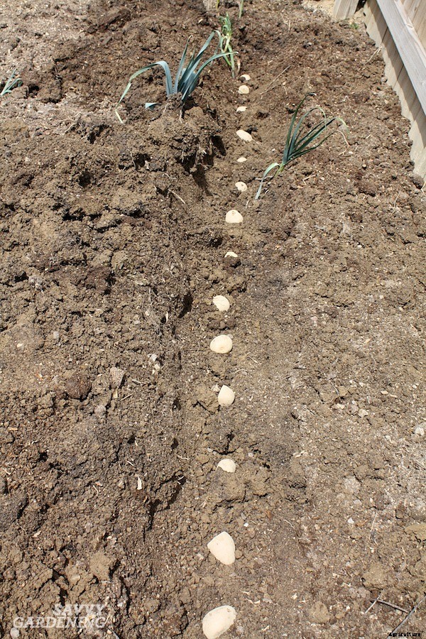 How to plant seed potatoes in the ground, in pots, & in straw