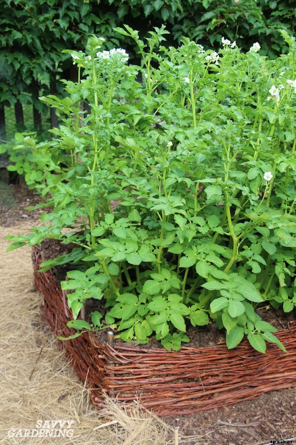How to plant seed potatoes in the ground, in pots, & in straw