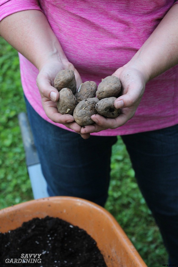 How to plant seed potatoes in the ground, in pots, & in straw