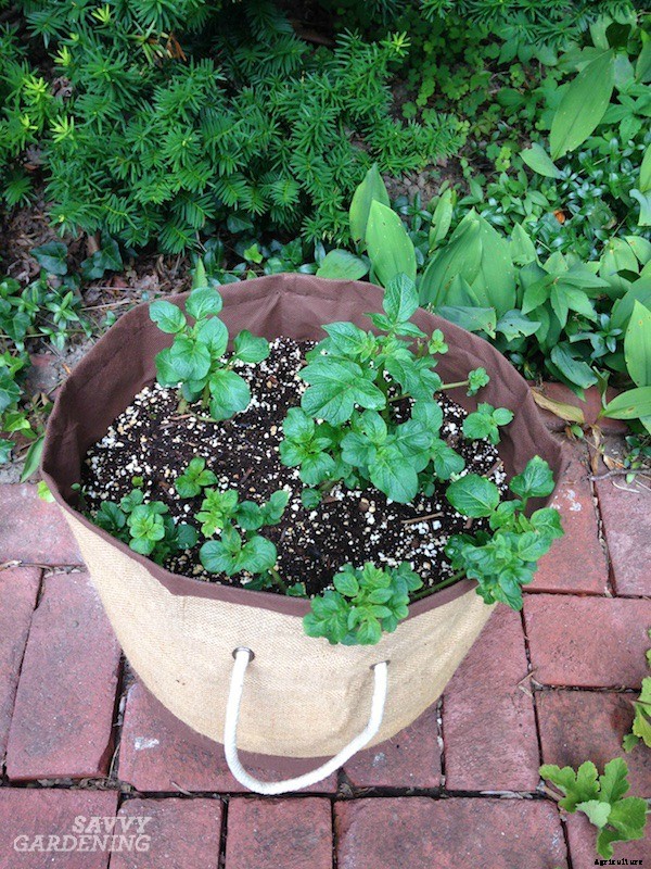 How to plant seed potatoes in the ground, in pots, & in straw