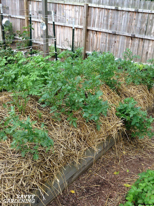 How to plant seed potatoes in the ground, in pots, & in straw