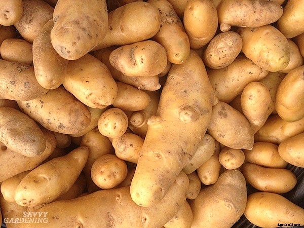 How to plant seed potatoes in the ground, in pots, & in straw