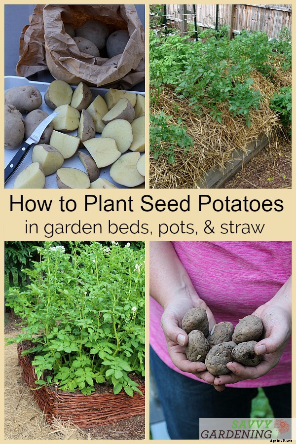 How to plant seed potatoes in the ground, in pots, & in straw