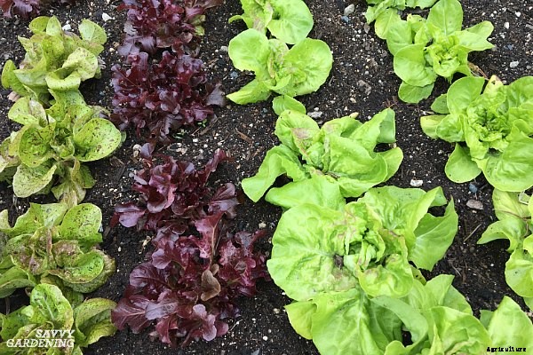How to plant lettuce: A guide to planting, growing & harvesting lettuce