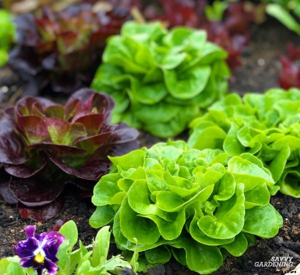 How to plant lettuce: A guide to planting, growing & harvesting lettuce