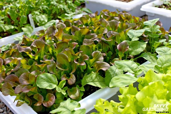 How to plant lettuce: A guide to planting, growing & harvesting lettuce
