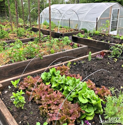 How to plant lettuce: A guide to planting, growing & harvesting lettuce