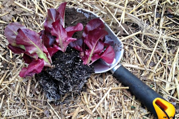 How to plant lettuce: A guide to planting, growing & harvesting lettuce