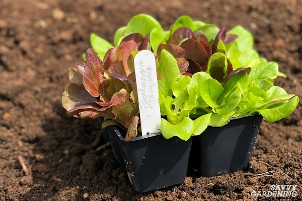How to plant lettuce: A guide to planting, growing & harvesting lettuce