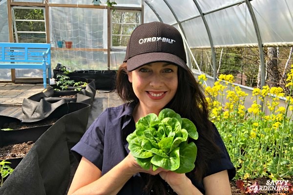 How to plant lettuce: A guide to planting, growing & harvesting lettuce