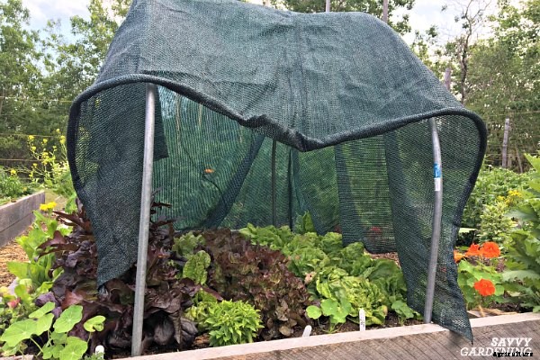 How to plant lettuce: A guide to planting, growing & harvesting lettuce