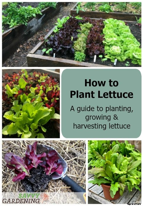 How to plant lettuce: A guide to planting, growing & harvesting lettuce