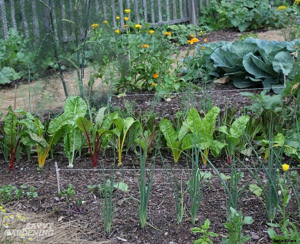 How to start a vegetable garden fast (and on a budget!)