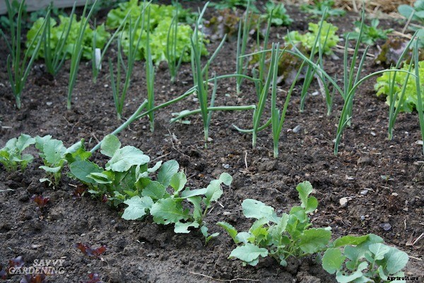 How to start a vegetable garden fast (and on a budget!)