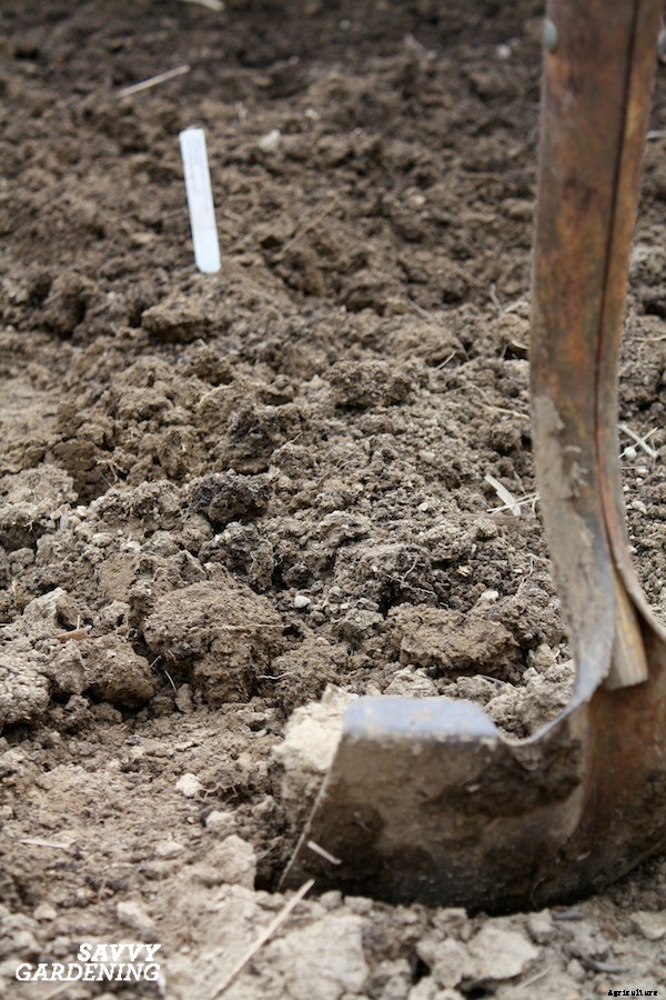 How to start a vegetable garden fast (and on a budget!)