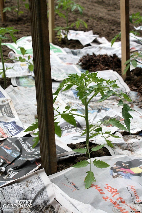 How to start a vegetable garden fast (and on a budget!)