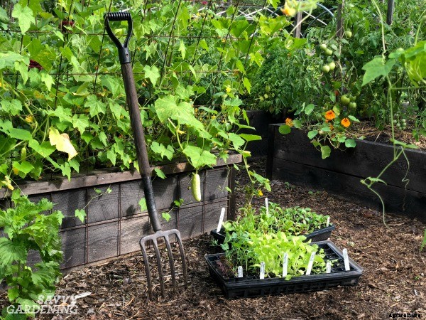How to start a vegetable garden fast (and on a budget!)