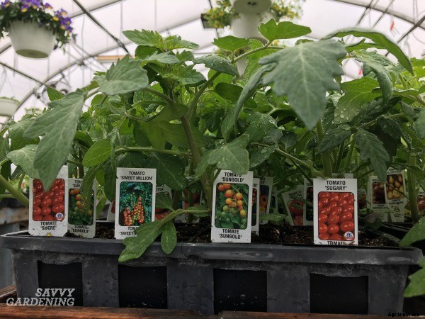 How to start a vegetable garden fast (and on a budget!)