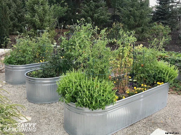 How to start a vegetable garden fast (and on a budget!)