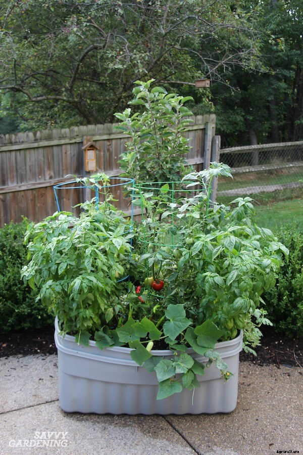 How to start a vegetable garden fast (and on a budget!)