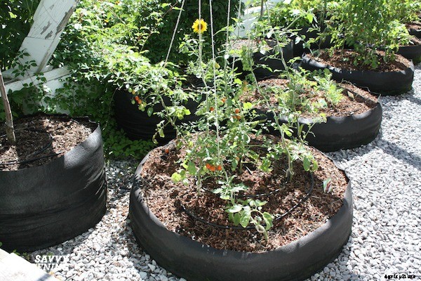 How to start a vegetable garden fast (and on a budget!)