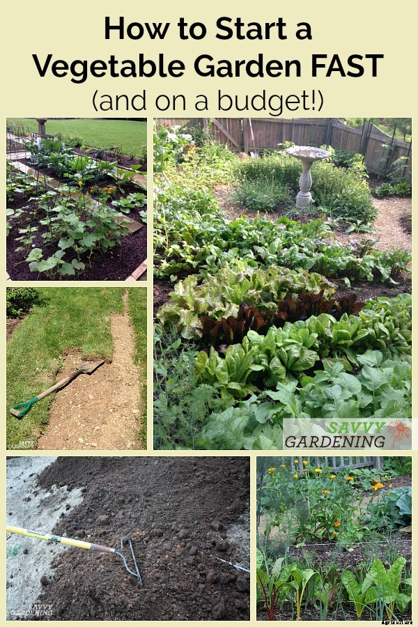 How to start a vegetable garden fast (and on a budget!)