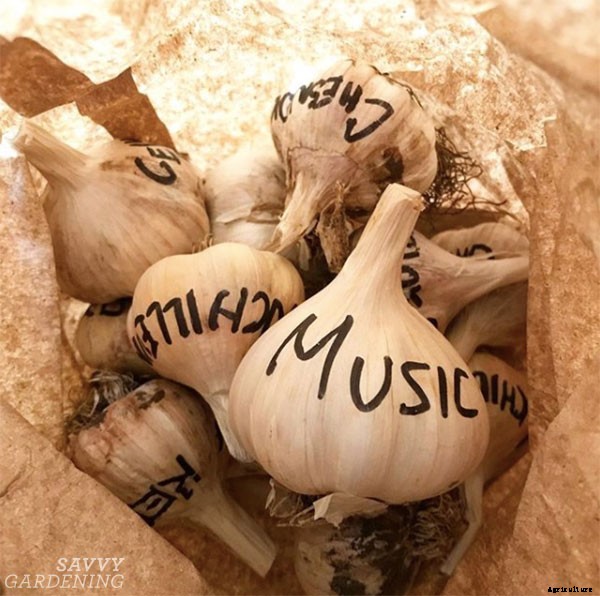 When to harvest garlic (and garlic scapes!) and how to store it for the winter