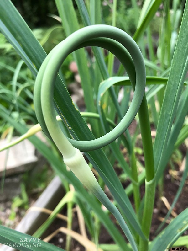 When to harvest garlic (and garlic scapes!) and how to store it for the winter