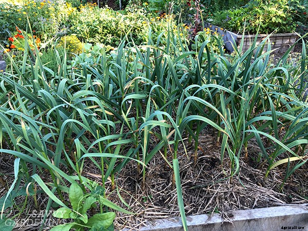 When to harvest garlic (and garlic scapes!) and how to store it for the winter