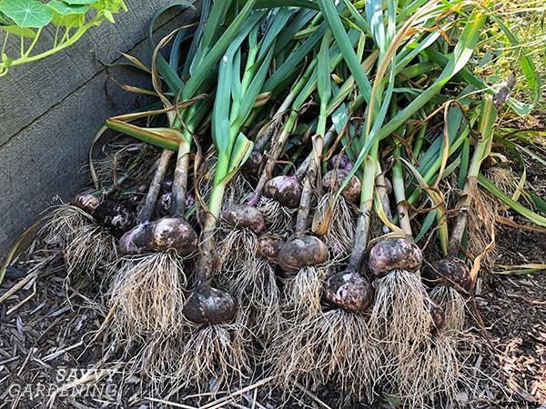 When to harvest garlic (and garlic scapes!) and how to store it for the winter