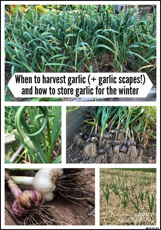 When to harvest garlic (and garlic scapes!) and how to store it for the winter