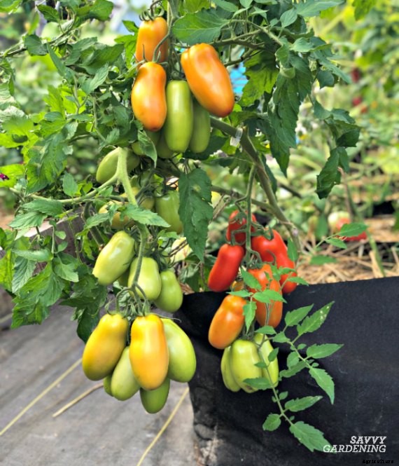 The best tomatoes for containers and 7 strategies for growing them in pots