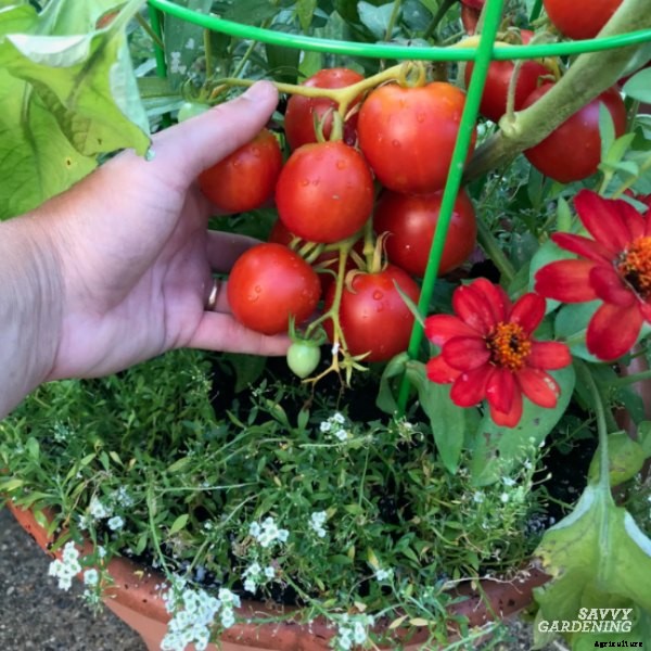 The best tomatoes for containers and 7 strategies for growing them in pots