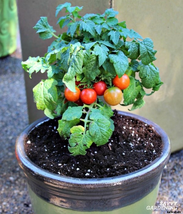 The best tomatoes for containers and 7 strategies for growing them in pots