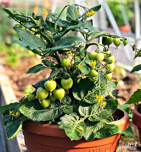 The best tomatoes for containers and 7 strategies for growing them in pots