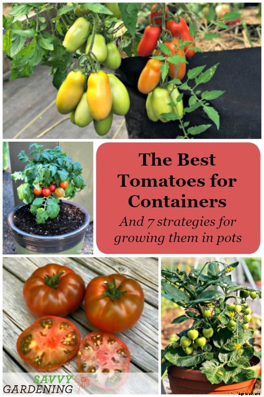The best tomatoes for containers and 7 strategies for growing them in pots