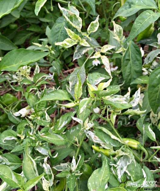 The Fish Pepper: How to grow this fascinating heirloom vegetable