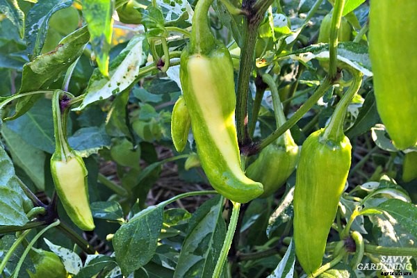 The Fish Pepper: How to grow this fascinating heirloom vegetable