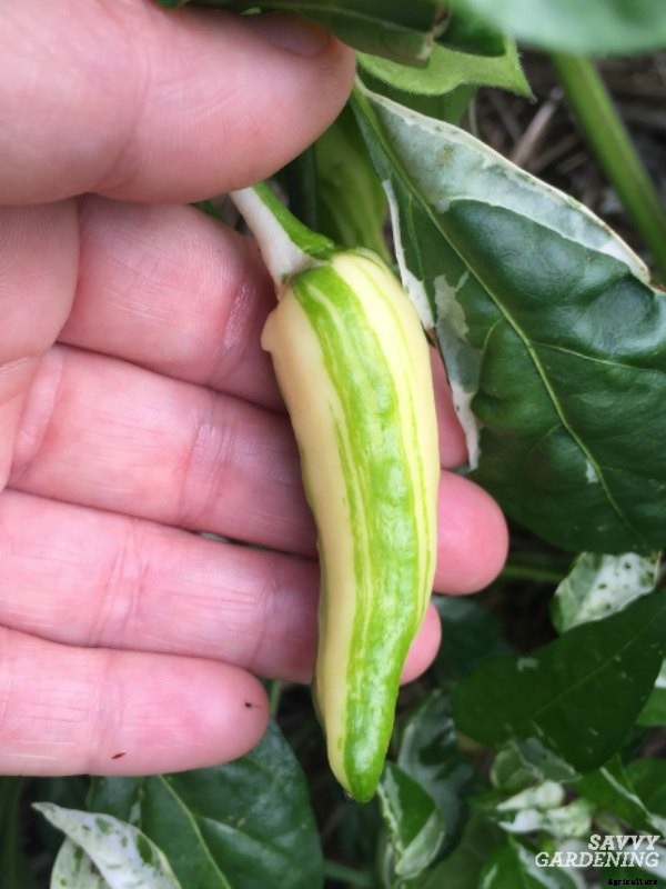 The Fish Pepper: How to grow this fascinating heirloom vegetable